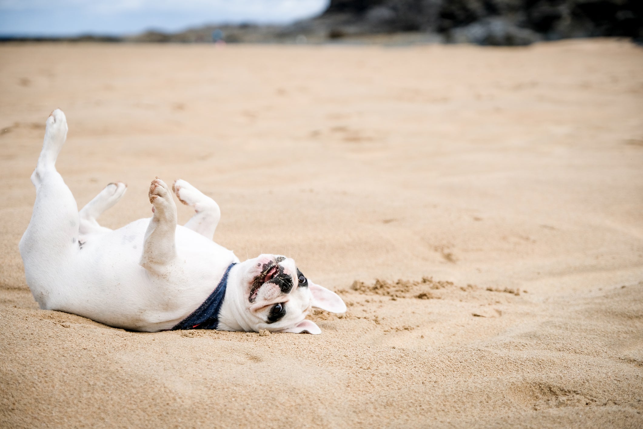 Dog-Friendly Beaches in Padstow: A Tail-Wagging Guide to Coastal Adventures